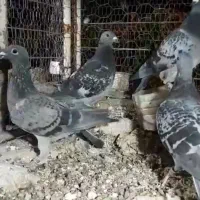 ۶تاجوجه آلمانی دیوانه