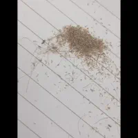 وارد کننده ی دستگاه اورجینال پاکسازی شپش وتخم شپش|آرایشی، بهداشتی، درمانی|ری, شهید بهشتی|دیوار