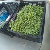غوره انگور شاهینی