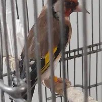 سهره تازه صاف