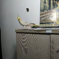 عروس هلندی پروانه ای