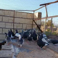 18تا پلنگ جنگ  5تا ملقی پریده