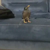 فرش دستیافت