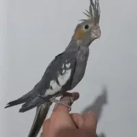 عروس هلندی|پرنده|نقده, |دیوار