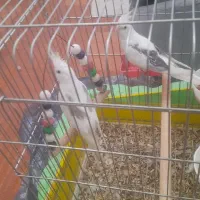 عروس هلندی مولد