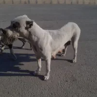 سگ داگوماده یامعاوضه پرنده