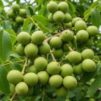 نهالستان فروش انواع نهال صنوبر و میوه درجه یک