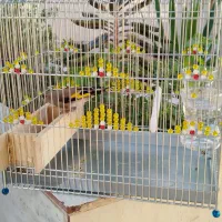 سهره|پرنده|فسا, |دیوار