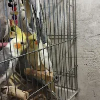 10عدد عروس هلندی رنگهای مختلف منیریه|پرنده|تهران, امیریه|دیوار