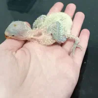 طوطی برزیلی