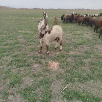 بزغاله نر نژاد دار