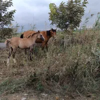فروش اسب
