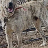 سگ خراسانی|سگ|خرم‌آباد, |دیوار