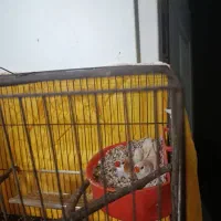 فنچ کینگ مولد