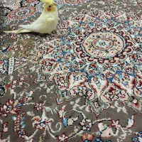 عروس هلندی|پرنده|کوهدشت, |دیوار