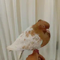 کله زرد نرسالم پرشی