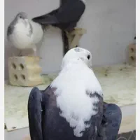 کربلایی ماده|پرنده|بجنورد, |دیوار