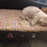 تخت پت