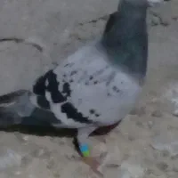 کبوتر پلاکی جسه بزرگ ماده