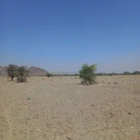 اجاره۷ هکتار زمین کشاورزی|اجارهٔ دفتر صنعتی، کشاورزی، تجاری|منوجان, |دیوار
