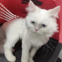 گربه پرشین هیمالین