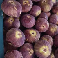 انجیر بش سعدی (کریمی)