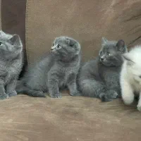 اسکاتیش دوماه  پدرواراداتی|گربه|تهران, قزل قلعه|دیوار