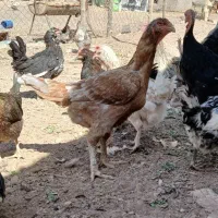 مرغ و خروس گلین عشایری|حیوانات مزرعه|زید آباد, |دیوار