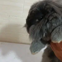 خرگوش لوپی ماده