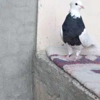 طوقی|پرنده|هرسین, |دیوار