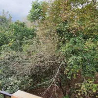 کلبه چوبی ۴ نفره|اجارهٔ کوتاه‌مدت ویلا و باغ|شاندرمن, |دیوار