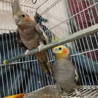 عروس به همراه ۴تا جوجه