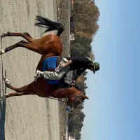 اسب عرب کورسی|اسب و تجهیزات اسب‌سواری|شاندیز, |دیوار