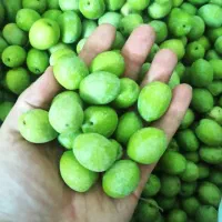 زیتون درشت و تازه چین و آبدار