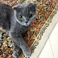 گربه اسکاتیش فولد اصل ماده چشم نارنجی|گربه|کرمان, |دیوار