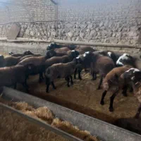 ۱۰۰ راس بره نر پروار وپای پروار فشندی|حیوانات مزرعه|هشتگرد, فشند|دیوار