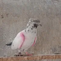 کفتر خوب سالم سلامت
