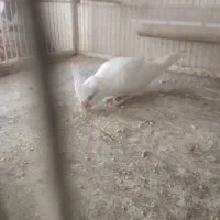 جوجه عروس هلندی