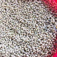 بذر دانه سویا