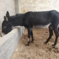 الاغ ماده|حیوانات مزرعه|کاشان, دشت لتحر|دیوار