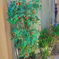 درخت گیلاس مصنوعی