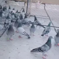 پلاکی|پرنده|آبادان, |دیوار