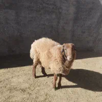 بره نر یک ساله نژاد دار|حیوانات مزرعه|اسفراین, |دیوار