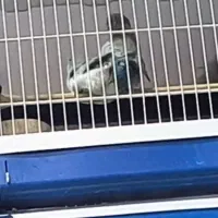 جفت طوطی پروتلت به ضمانت تخم|پرنده|بیرجند, |دیوار