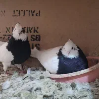 کبوتررنگی|پرنده|اسفرورین, |دیوار