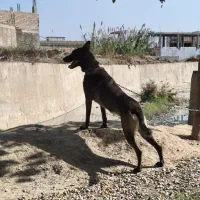 سگ مالینویز اصل|سگ|آزادشهر, |دیوار