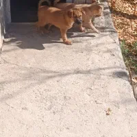 سگ فانتزی|سگ|نیاسر, |دیوار