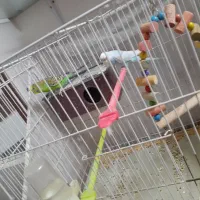 مرغ عشق ۹۰۰|پرنده|تربت جام, جلگه موسی آباد|دیوار