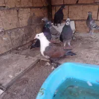 کله سفید|پرنده|فردوس (خراسان), |دیوار