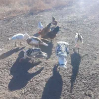 تعدادی بوقلمون و غاز و خروس و مرغ